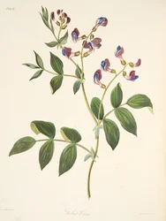Lente Orobus, uit Bloemillustraties van de Seizoenen, uitgegeven 1829